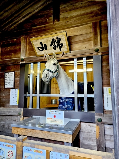 多度大社　神馬　錦山号　神々にもご挨拶